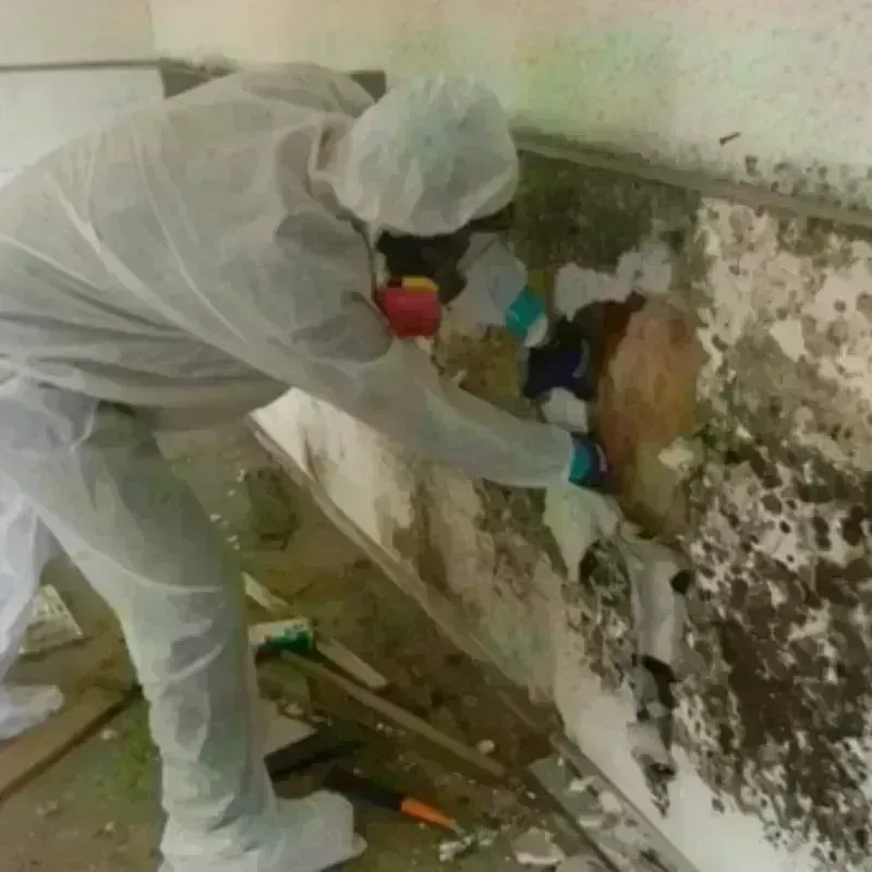 Mold Remediation and Removal in Madison, ME